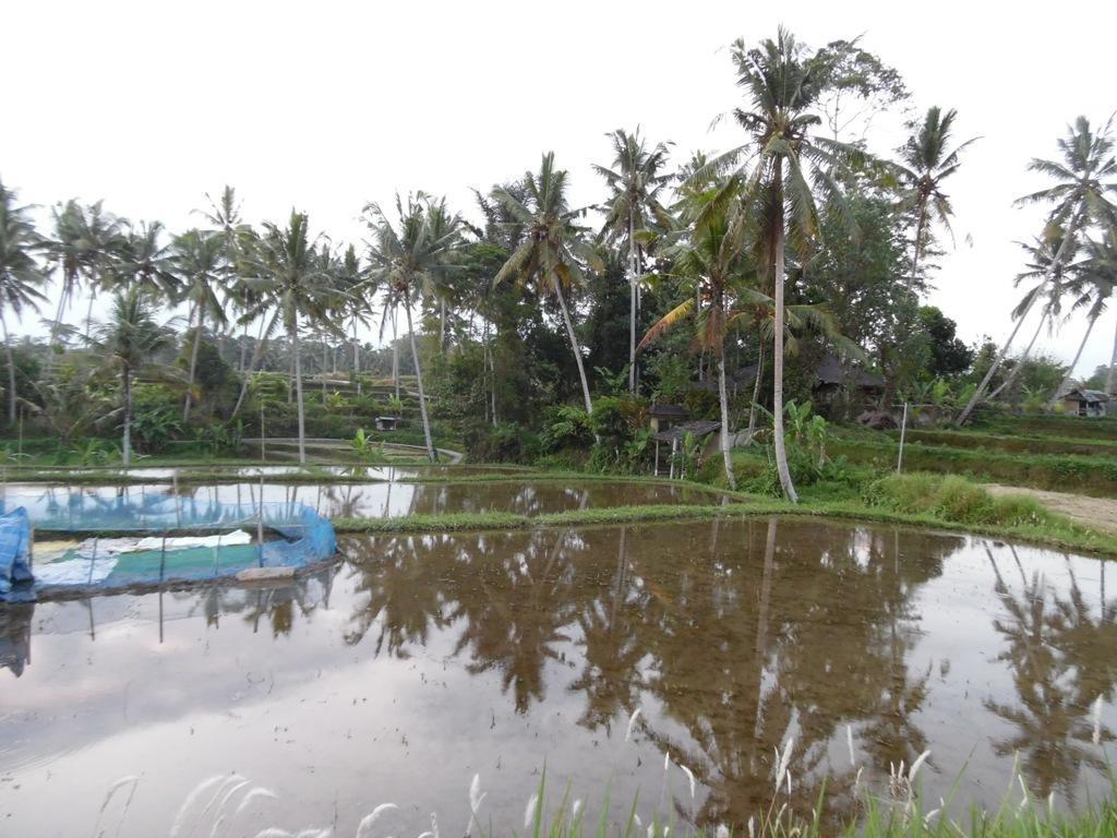 Mesari Hotel Ubud Exterior foto